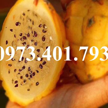 CÂY GIỐNG THANH LONG VÀNG  MALAYSIA ( VỎ VÀNG, RUỘT VÀNG)
